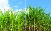 Grant helps project realize “ultra-productive” biofuel crops, attract investors