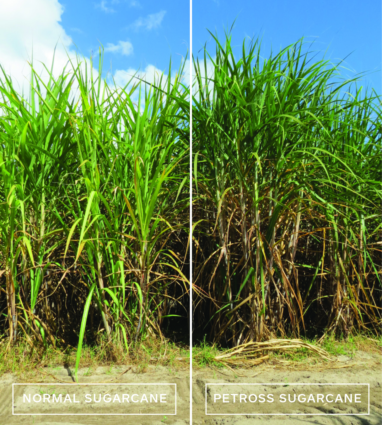 Sugarcane