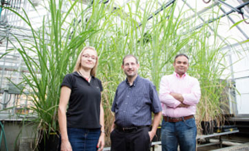 Chil-tolerant hybrid sugarcane also grows at lower temperatures, team finds