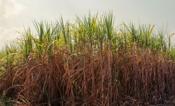 This Genetically Modified Sugarcane Could Pump Out Cheaper Biodiesel